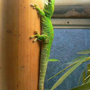 Planet Exotica - Greater Madagascar day gecko