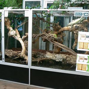 Planet Exotica - Red-bellied short-necked turtles and eastern short-necked turtles terrarium