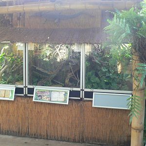 Planet Exotica - New Caledonia giant geckos and spotted pythons terrariums