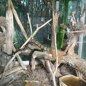 Planet Exotica - Timber rattlesnakes terrarium