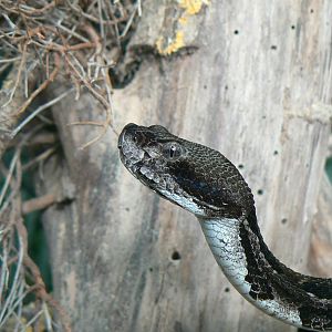 Planet Exotica - Timber rattlesnake
