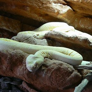 Planet Exotica - Western diamondback rattlesnakes