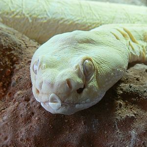 Planet Exotica - Scaleless western diamondback rattlesnake