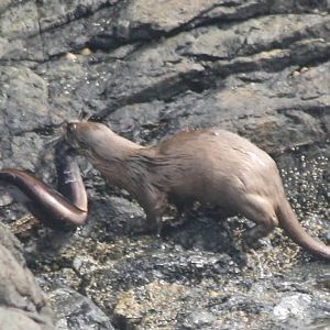 Otter vs Conger Eel