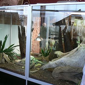 Planet Exotica - Argentine black and white tegus terrarium