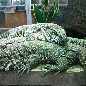 Planet Exotica - Argentine black and white tegus