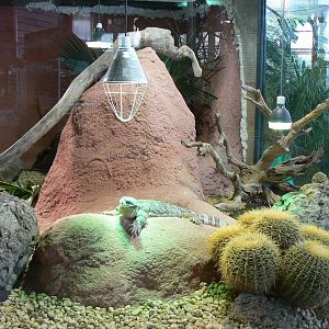 Planet Exotica - White-throated monitor enclosure