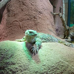 Planet Exotica - White-throated monitor