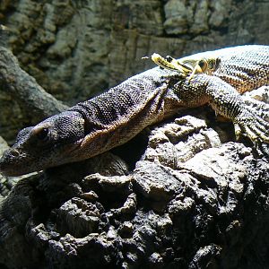 Planet Exotica - Timor monitor