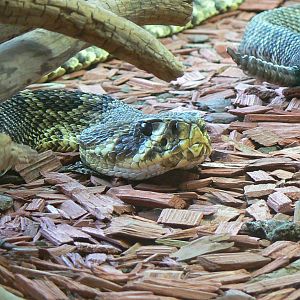Planet Exotica - Eastern diamondback rattlesnake