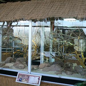 Planet Exotica - Black mambas terrarium