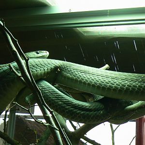 Planet Exotica - Black mambas