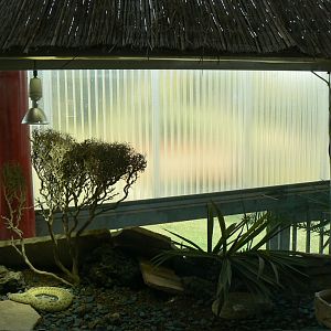 Planet Exotica - Hopi rattlesnake terrarium