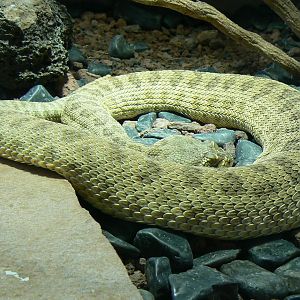 Planet Exotica - Hopi rattlesnake