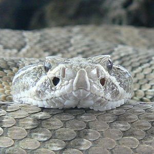 Planet Exotica - Hopi rattlesnake