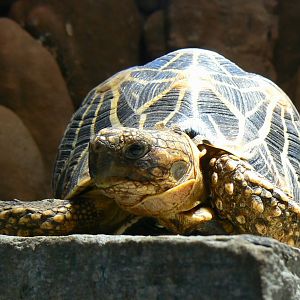 Planet Exotica - Indian star tortoise