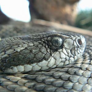 Planet Exotica - Western rattlesnake