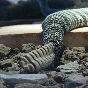 Planet Exotica - Western rattlesnake tail