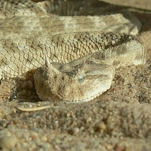 Planet Exotica - Desert horned viper