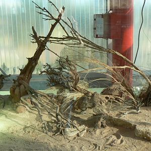 Planet Exotica - Desert horned viper terrarium