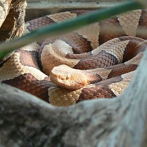 Planet Exotica - Copperhead