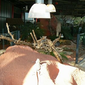 Planet Exotica - Mixed enclosure for blue-tongue skinks, central bearded dragons and frill-necked lizards