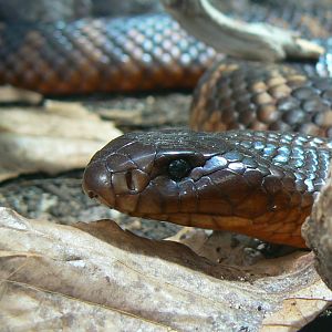 Planet Exotica - Collett's snake