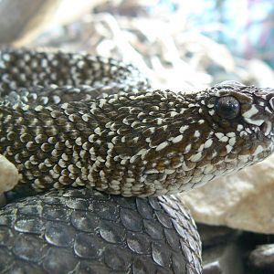 Planet Exotica - Uracoan rattlesnake