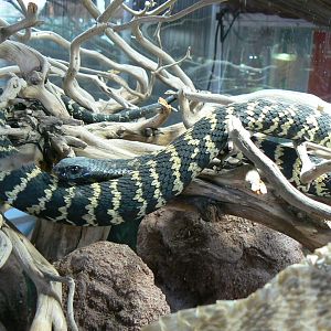 Planet Exotica - Ring-necked spitting cobra