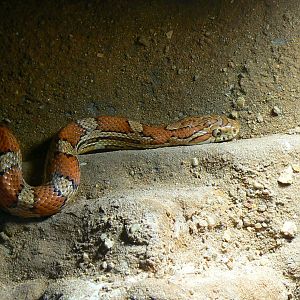 Planet Exotica - Corn snake