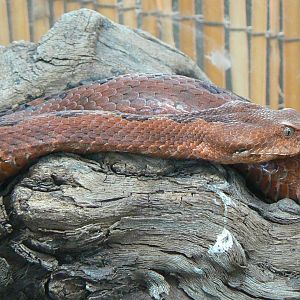 Planet Exotica - Nose horned viper