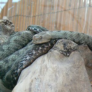 Planet Exotica - Nose horned viper