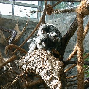 Planet Exotica - White tufted-ear marmosets