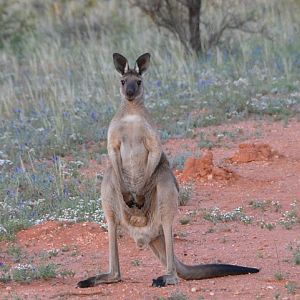 Western grey kangaroo. 3