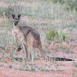 Western grey kangaroo  2.