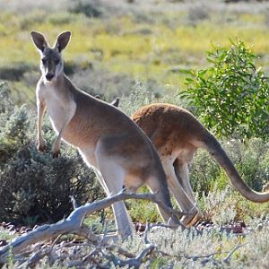 Red kangaroos. 2