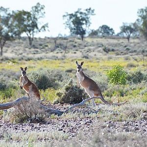 Red kangaroos. 1