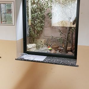 Chinese dwarf hamster (Cricetulus barabensis) exhibit