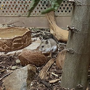 Chinese dwarf hamster (Cricetulus barabensis)
