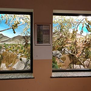 Dusky Egyptian spiny mouse (Acomys cahirinus cahirinus) exhibit