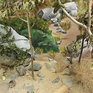 Dusky Egyptian spiny mouse (Acomys cahirinus cahirinus) exhibit