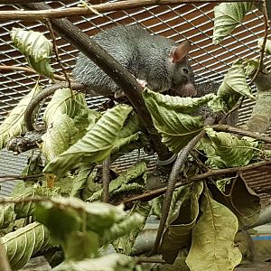 Dusky Egyptian spiny mouse (Acomys cahirinus cahirinus)