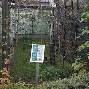 Rock cavy (Kerodon rupestris) exhibit