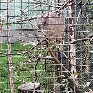 Rock cavy (Kerodon rupestris)