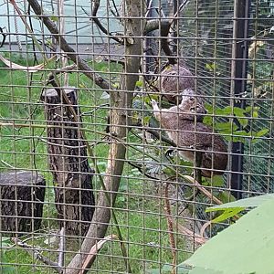 Rock cavy (Kerodon rupestris)