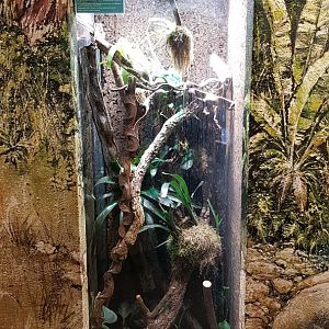 Green keel-bellied lizard (Gastropholis prasina)