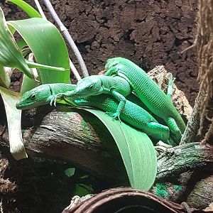 Green keel-bellied lizard (Gastropholis prasina)