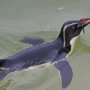 Rockhopper + feather