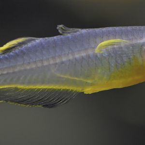 Fork-tail blue eye