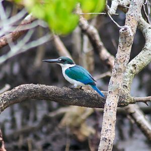 Torresian Kingfisher (Todiramphus sordidus)